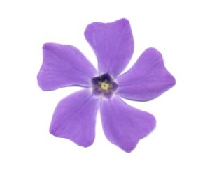 Periwinkle Flower