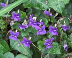 Violet Flowers