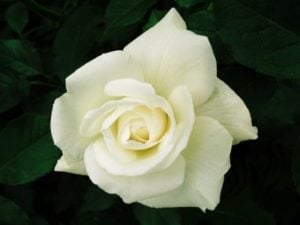 White Rose