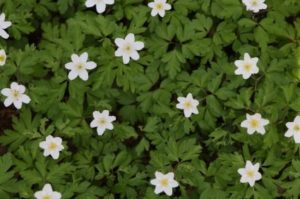 Windflower