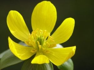 Winter Aconite