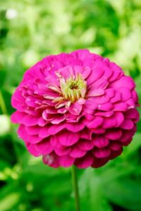 Zinnia Flower