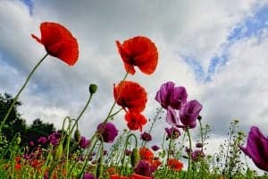 Poppies