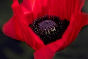 Poppy Flower