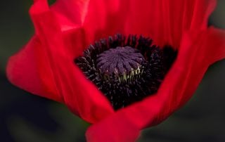 Poppy Flower