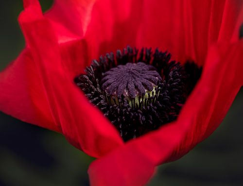 Poppy Flower