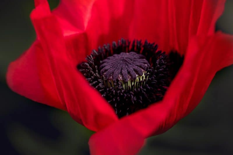 Poppy Flower