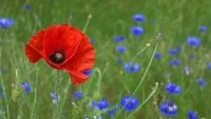 Poppy Flowers