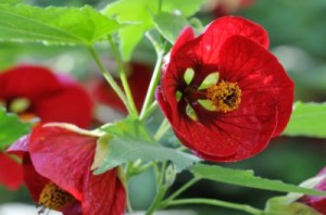 Flowering Maple