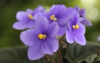 African Violet Plants