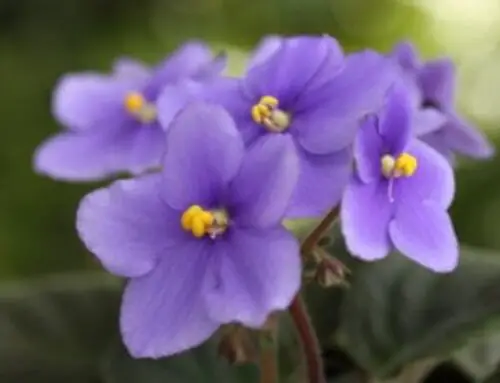 African Violet Plants