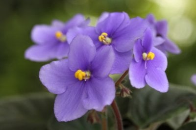 African Violet Plants