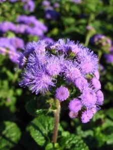 Floss Flower