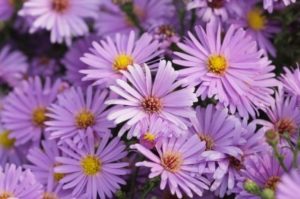 Aster