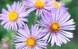 Aster Flowers