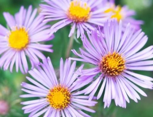 Aster Flower