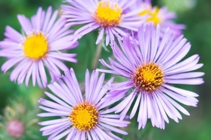 Aster Flowers