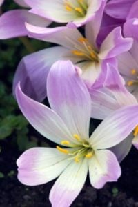 Autumn Crocus