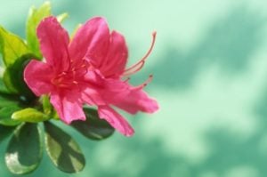 Azalea Flower