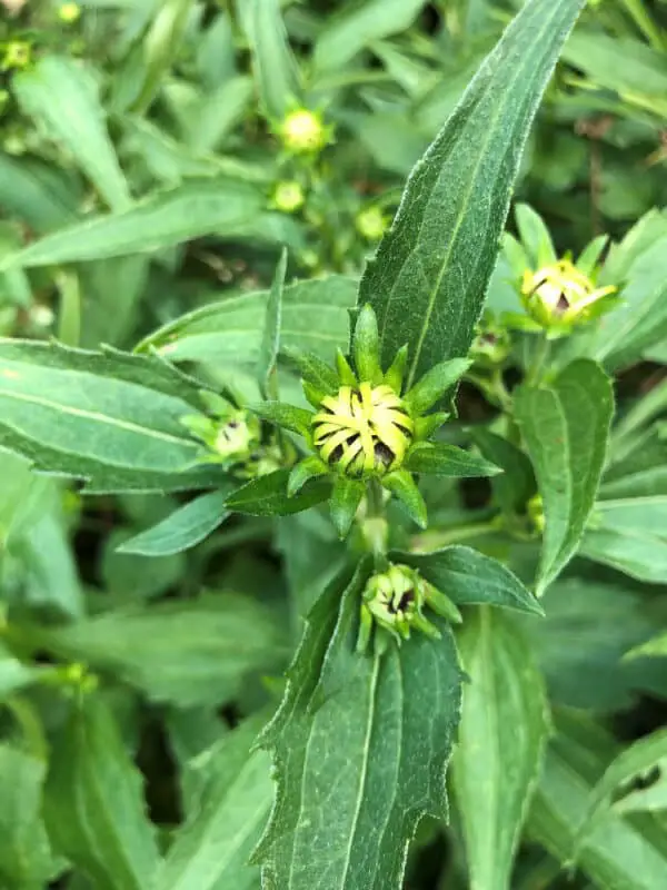 black eyed susan before bloom