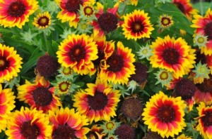 Blanket Flower