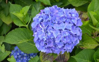 Blue Hydrangea