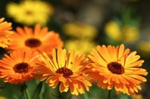 Calendula Flowers