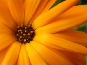 Calendula Flower