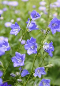 Campanula