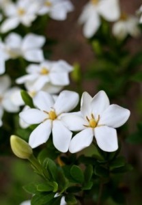 Cape Jasmine