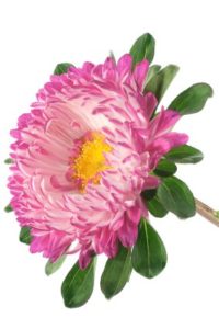 China Aster Flower