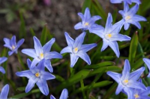 Chionodoxa