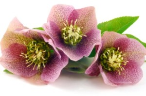 Christmas Rose