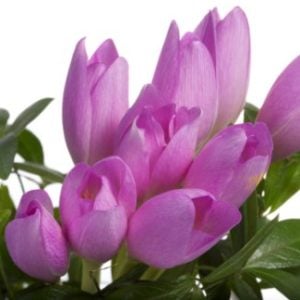 Colchicum Flowers