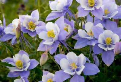 Columbine Flowers