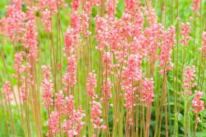 Coral Bells