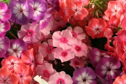 Creeping Phlox