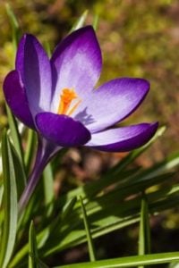 Crocus