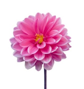 Dahlia Flower