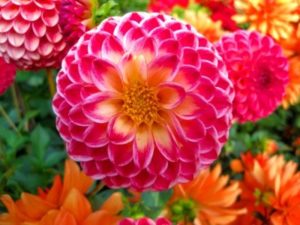 Dahlia Flowers