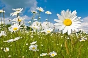 Daisy Flowers