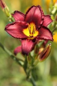 Daylily Plant
