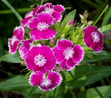 Dianthus Flower