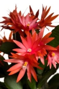 Easter Cactus