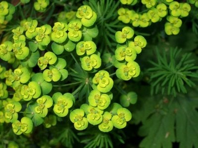 Euphorbia