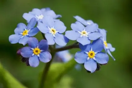 Forget-Me-Not Flowers