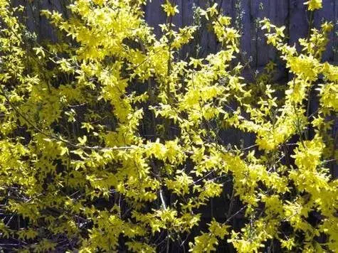 Forsythia