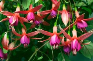 Fuchsia Plant