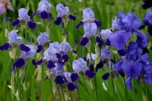 Gardening Iris