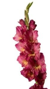 Gladiolus Flower